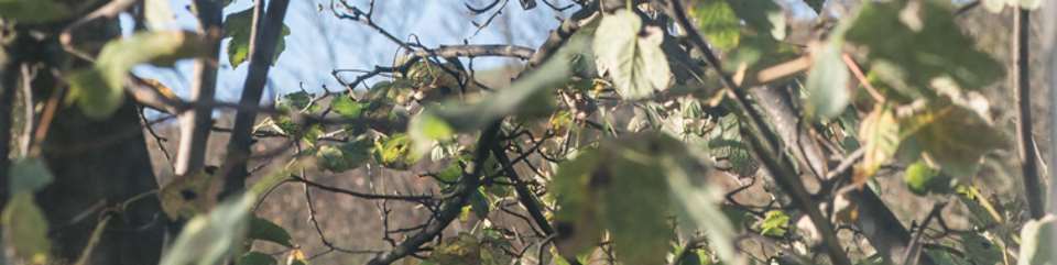 leaves outside window.jpg